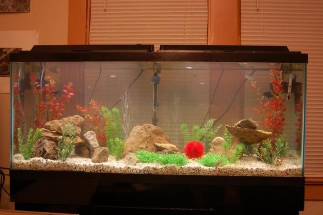 55 gallons freshwater fish tank (mostly fish and non-living decorations) - 55 gallon, with rocks and fake plants (for now)