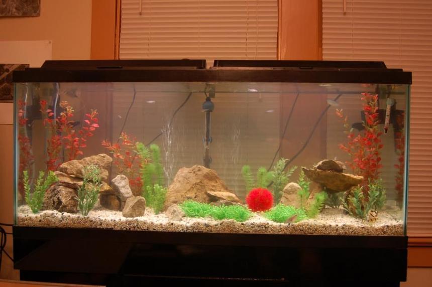 Rated #2414: 55 Gallons Freshwater Fish Tank - 55 gallon, with rocks and fake plants (for now)