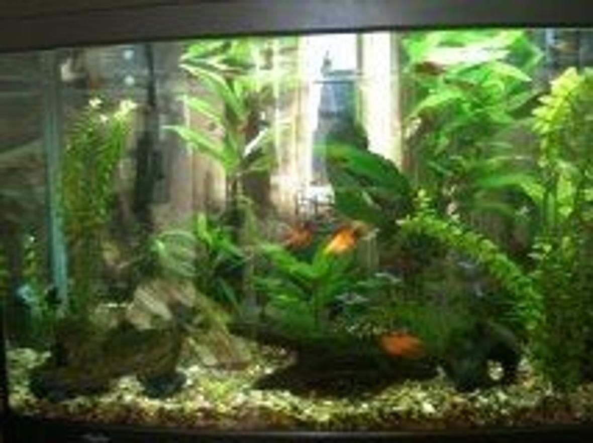 39 gallons planted tank (mostly live plants and fish) - My Aqua One 900 planted tank.