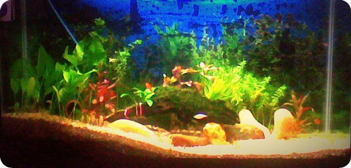3 gallons planted tank (mostly live plants and fish) - 3.5 feet lenth, 2 feet hight with plantation of various variety and moss, i am using only top filter for water filterization..