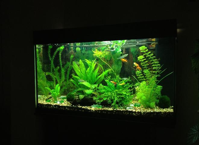 40 gallons planted tank (mostly live plants and fish) - Update as of 26.02.12