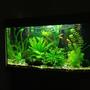 40 gallons planted tank (mostly live plants and fish) - Update as of 26.02.12