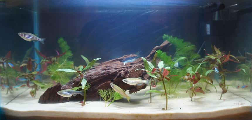 Rated #82: 10 Gallons Planted Tank - First tank!