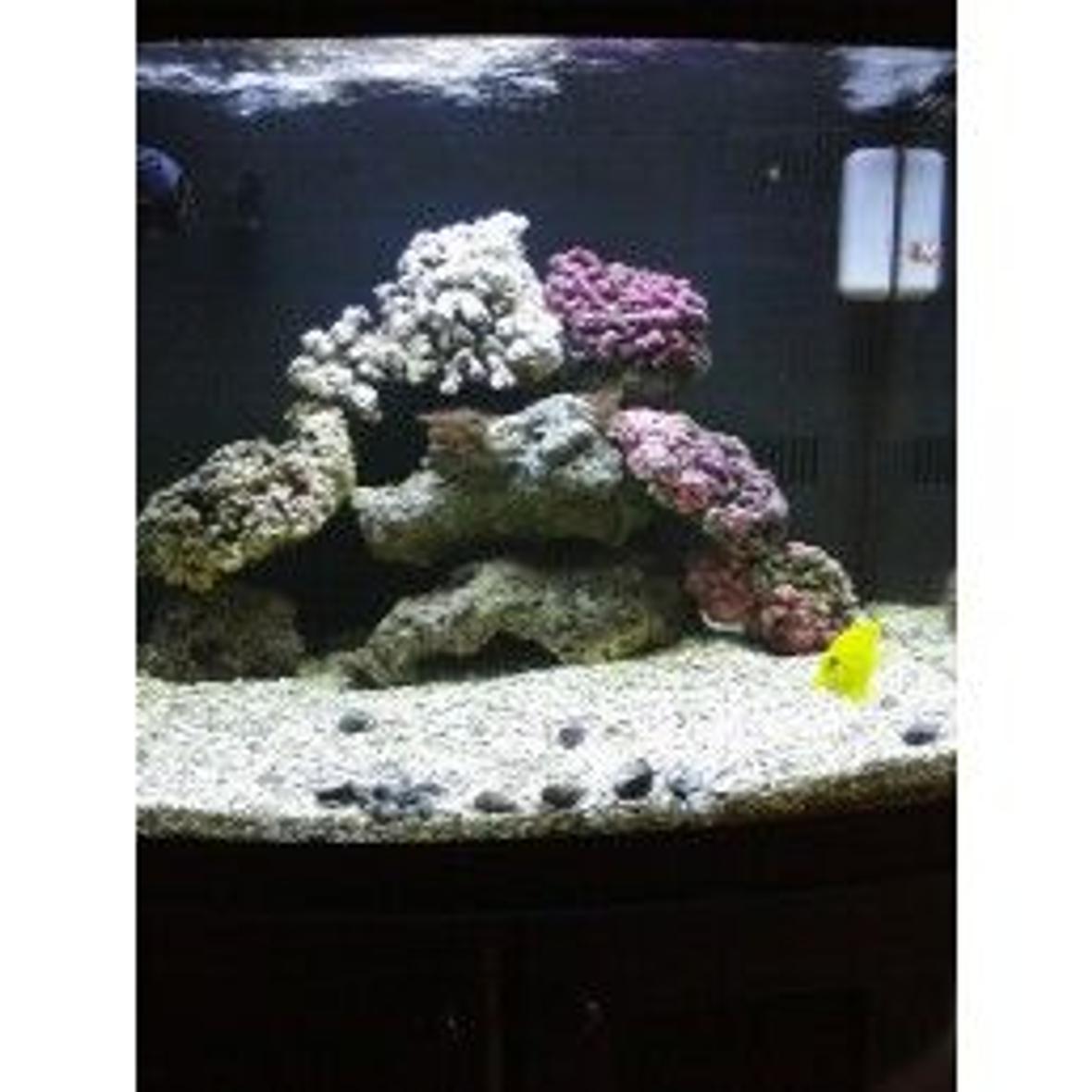 29 gallons saltwater fish tank (mostly fish, little/no live coral) - new rock