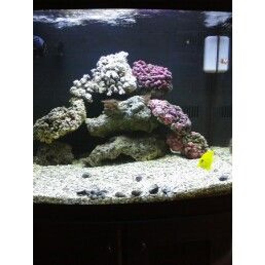 Rated #19: 29 Gallons Saltwater Fish Tank - new rock