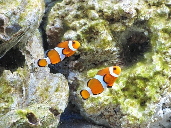saltwater fish - amphiprion percula - true percula clownfish stocking in 125 gallons tank - percula clowns