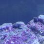 corals inverts stocking in 29 gallons tank - my first piece of live rock and a few crabs
