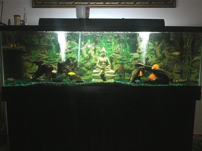 125 gallons freshwater fish tank (mostly fish and non-living decorations)