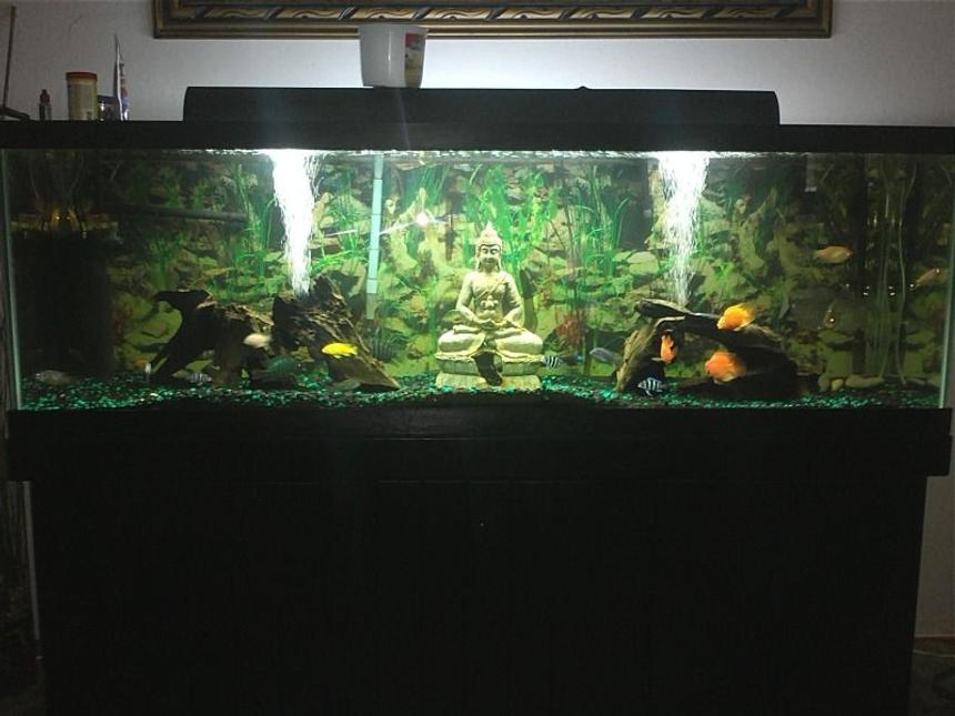 Rated #211: 125 Gallons Freshwater Fish Tank