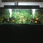 125 gallons freshwater fish tank (mostly fish and non-living decorations)