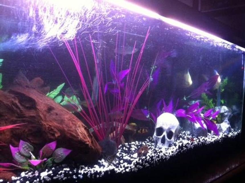 Rated #2308: 55 Gallons Freshwater Fish Tank - angled