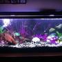 fish tank picture - straight on center view