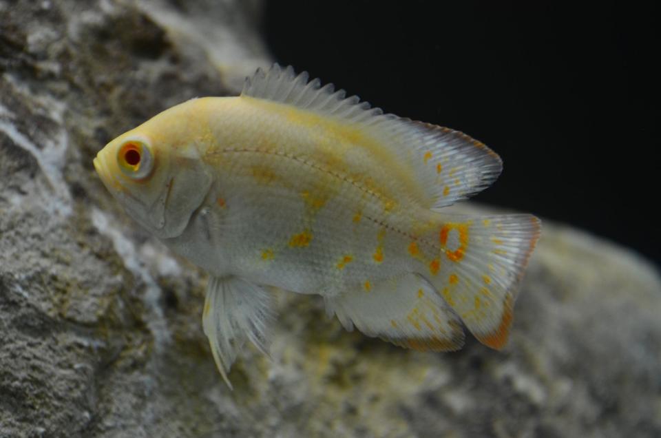 freshwater fish - astronotus ocellatus - tiger oscar, albino stocking in 60 gallons tank - Albino Oscar
