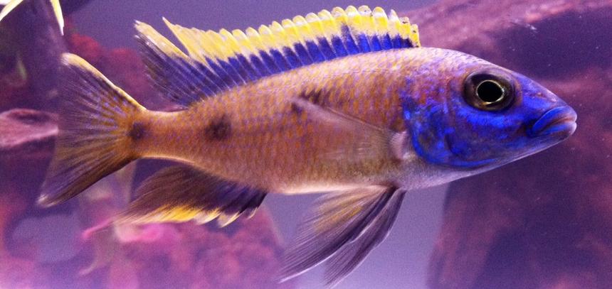 Rated #12: Freshwater Fish - Otopharynx Lithobates - Sulphur Crested Lithobate Stocking In 75 Gallons Tank - Yellow Blaze. looking good for the cam.