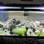 125 gallons saltwater fish tank (mostly fish, little/no live coral) - 125 gal reef