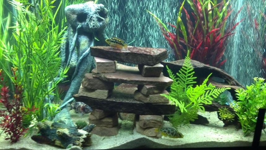 Rated #31: 55 Gallons Freshwater Fish Tank - My 56 Gal Cichlid tank