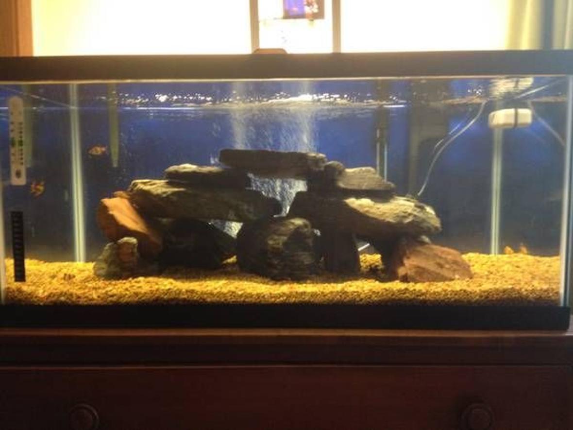 40 gallons freshwater fish tank (mostly fish and non-living decorations) - 40 Gallon Breeder