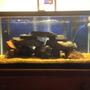 40 gallons freshwater fish tank (mostly fish and non-living decorations) - 40 Gallon Breeder