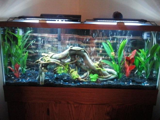 55 gallons freshwater fish tank (mostly fish and non-living decorations) - My 55 gallon tank. I have 2 blue German rams, 6 diamond tetras and 2 bristlenose pleckos. I wanted to find some nice colorful fish thst get to be good size, other than ciclids or Oscars, that would work in this tank. Any and all input is greatly appreciated.