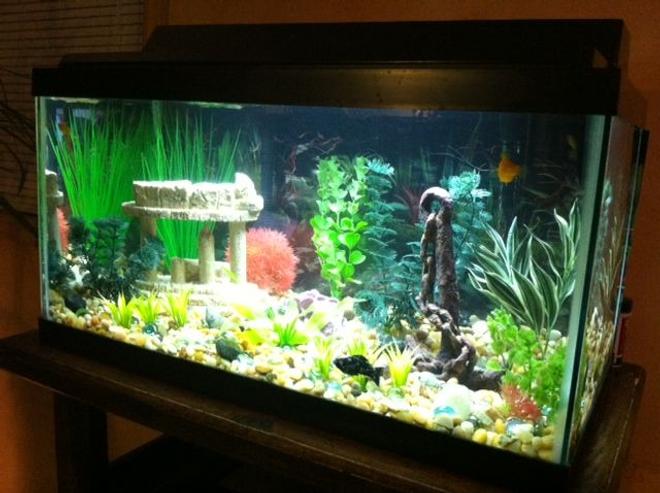 15 gallons freshwater fish tank (mostly fish and non-living decorations) - New_Tank:)