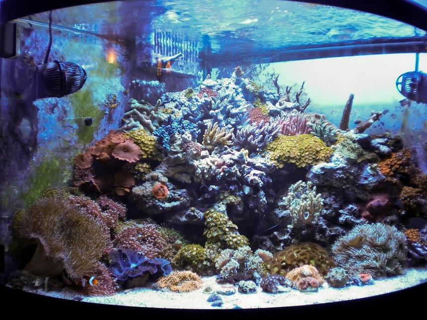 Rated #5: 54 Gallons Reef Tank - No room!!!