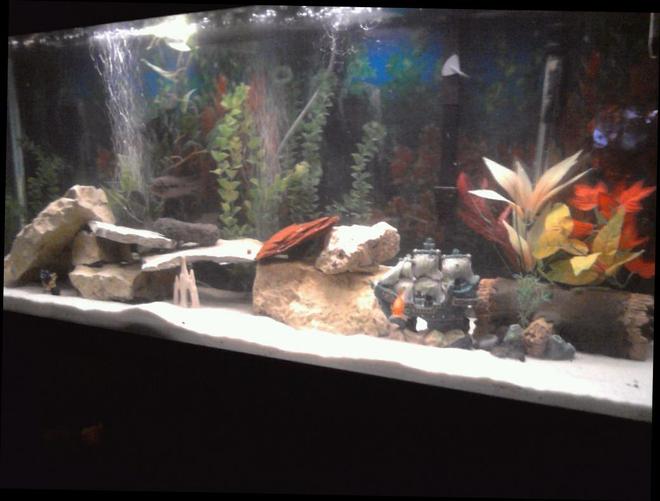 55 gallons freshwater fish tank (mostly fish and non-living decorations) - freshwater tank