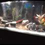 55 gallons freshwater fish tank (mostly fish and non-living decorations) - freshwater tank