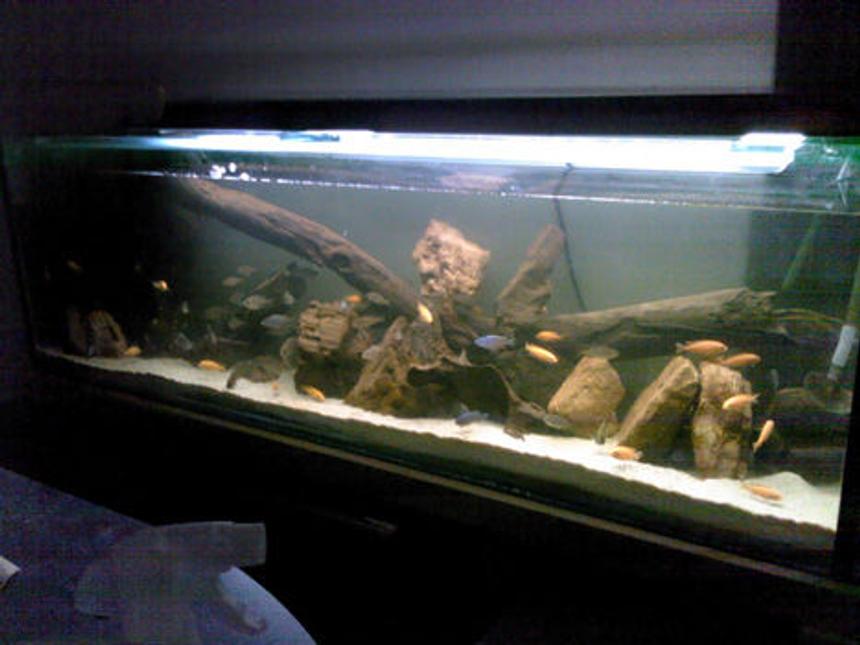Rated #20: 50 Gallons Freshwater Fish Tank - This is the front of the tank