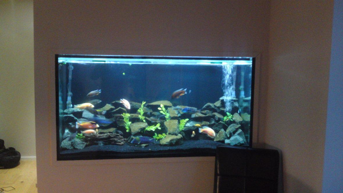 84 gallons freshwater fish tank (mostly fish and non-living decorations) - my tank