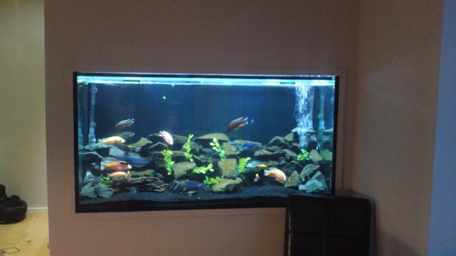 84 gallons freshwater fish tank (mostly fish and non-living decorations) - my tank