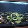 fish tank picture - my tank
