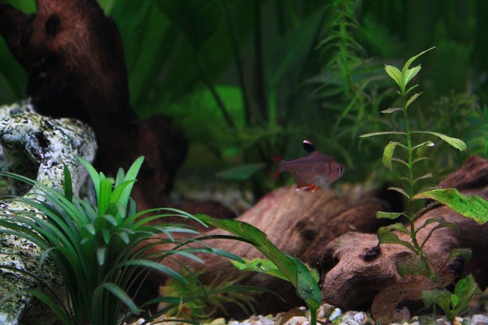 freshwater fish - hyphessobrycon erythrostigma - bleeding heart tetra stocking in 64 gallons tank - Rosy Tetra