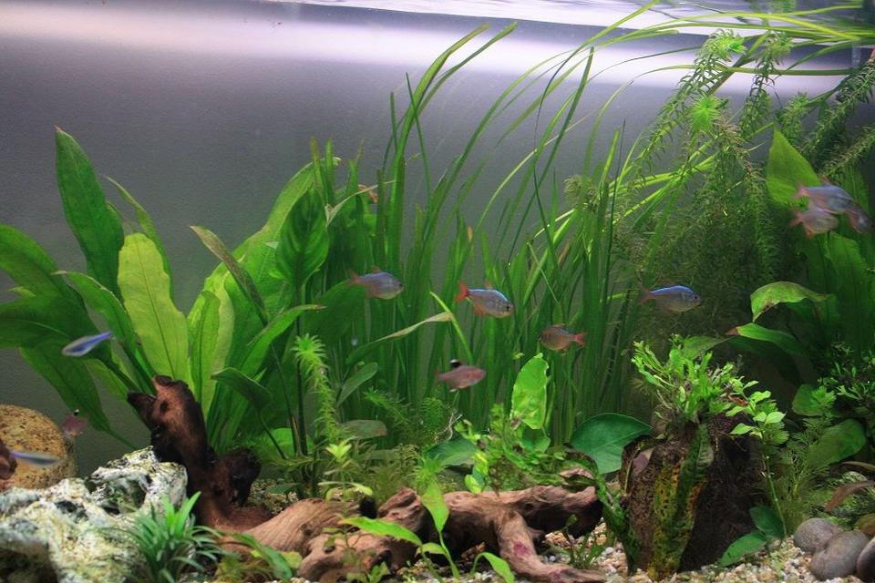 freshwater fish - hyphessobrycon colimbianus - columbian tetra stocking in 64 gallons tank - Columbian Tetras, Blue Tetras, Rosy Tetras, others.