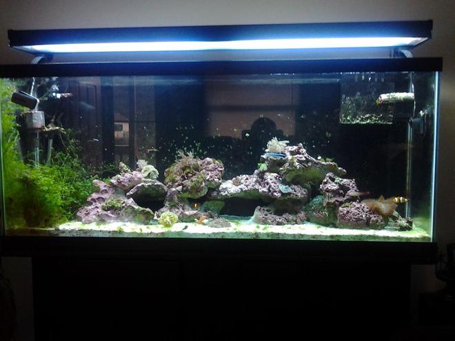 55 gallons reef tank (mostly live coral and fish) - 55 gal