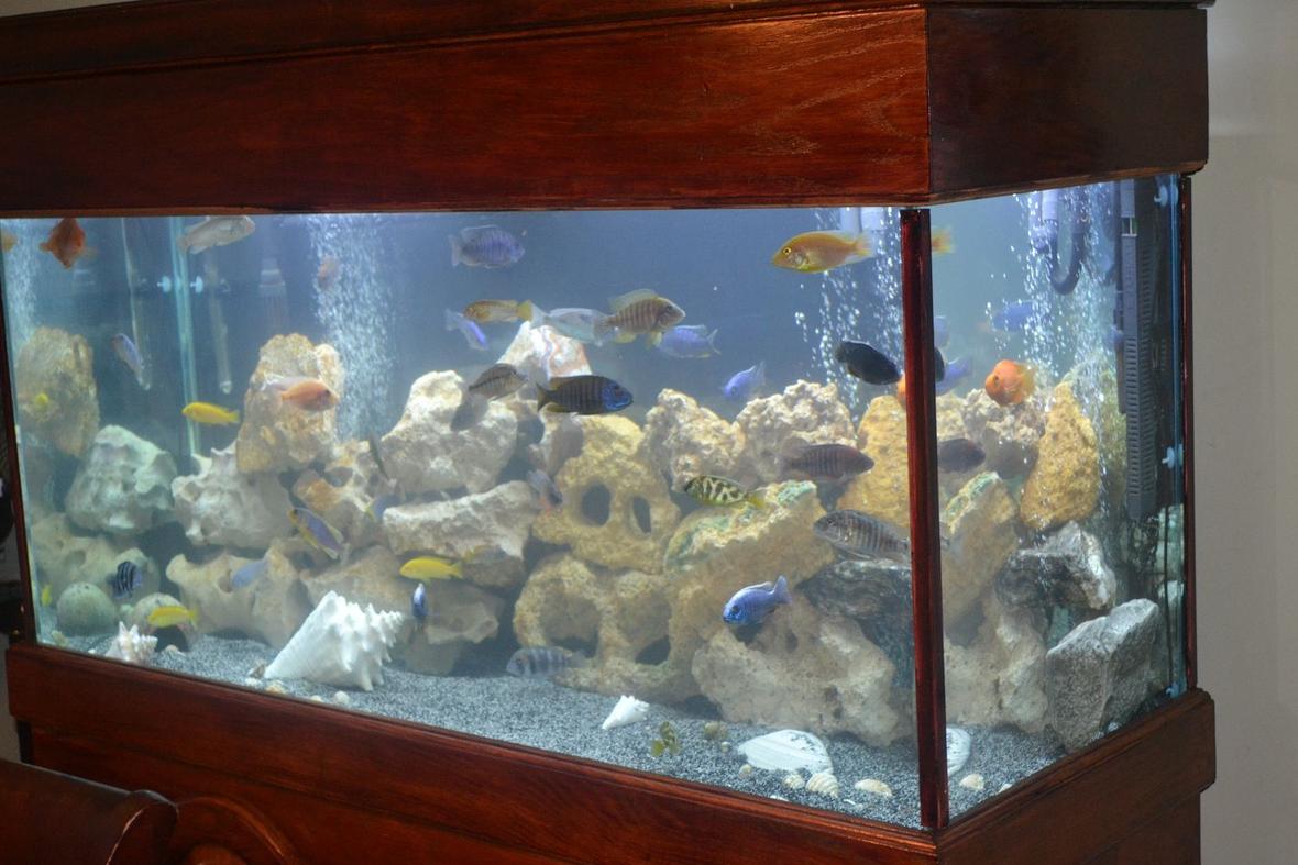 90 gallons reef tank (mostly live coral and fish) - My Favorite Cichlid tank.