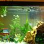 40 gallons planted tank (mostly live plants and fish) - 40 gallon with live plants. Both the plants and fish seem to be thriving, growing and reproducing.