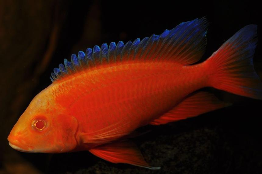 Rated #10: Freshwater Fish - Aulonocara Jacobfreibergi Eureka - Eureka Red Stocking In 180 Gallons Tank - my albino eureka
