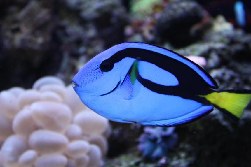 Rated #1: Saltwater Fish - Paracanthurus Hepatus - Blue Tang Stocking In 65 Gallons Tank - HIPPIE
MY 2YR OLD BLUE HIPPO
