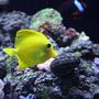 saltwater fish - zebrasoma flavescens - yellow tang - hawaii stocking in 65 gallons tank - SUNNY 3 YR OLD YELLOW HAWAIIN TANG