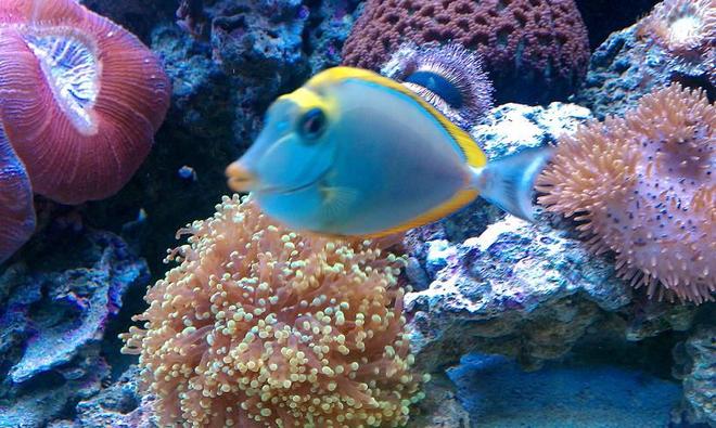 saltwater fish - naso lituratus - naso tang stocking in 65 gallons tank - GAGA
2YR OLD BLONDE NASO TANG