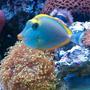 saltwater fish - naso lituratus - naso tang stocking in 65 gallons tank - GAGA 2YR OLD BLONDE NASO TANG