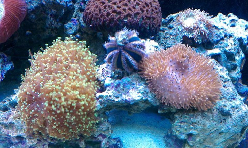 corals inverts - mespilia globulus - blue tuxedo urchin stocking in 65 gallons tank - TUXEDO URCHIN
GREEN BRAIN
TOADSTOOL
FROGSPAWN