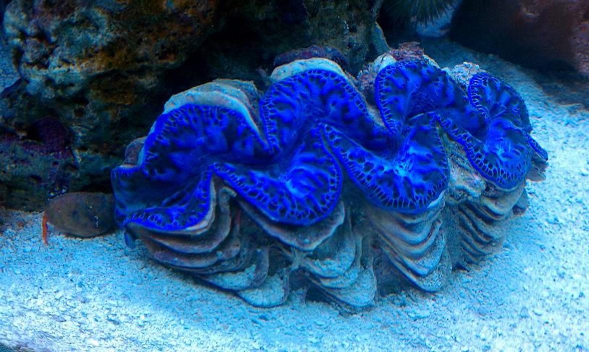 corals inverts - tridacna maxima - maxima clam stocking in 65 gallons tank - 6" BLUE MAXIMA CLAM