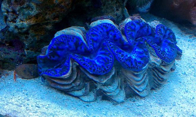 corals inverts - tridacna maxima - maxima clam stocking in 65 gallons tank - 6" BLUE MAXIMA CLAM