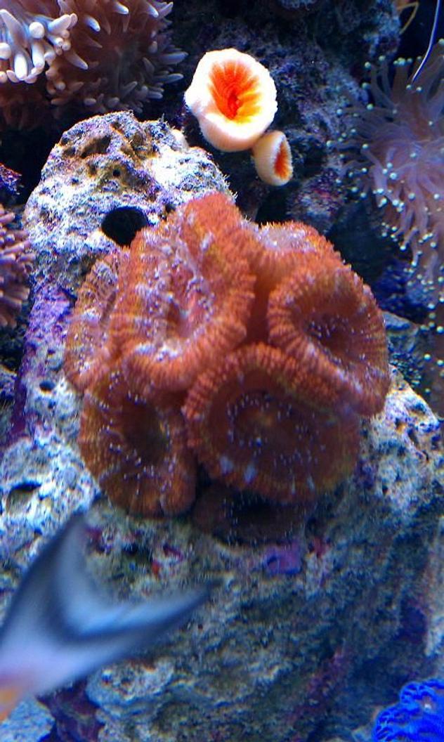 corals inverts - acanthastrea lordhowensis - acan stocking in 65 gallons tank - MULTI-HEAD RED ACAN