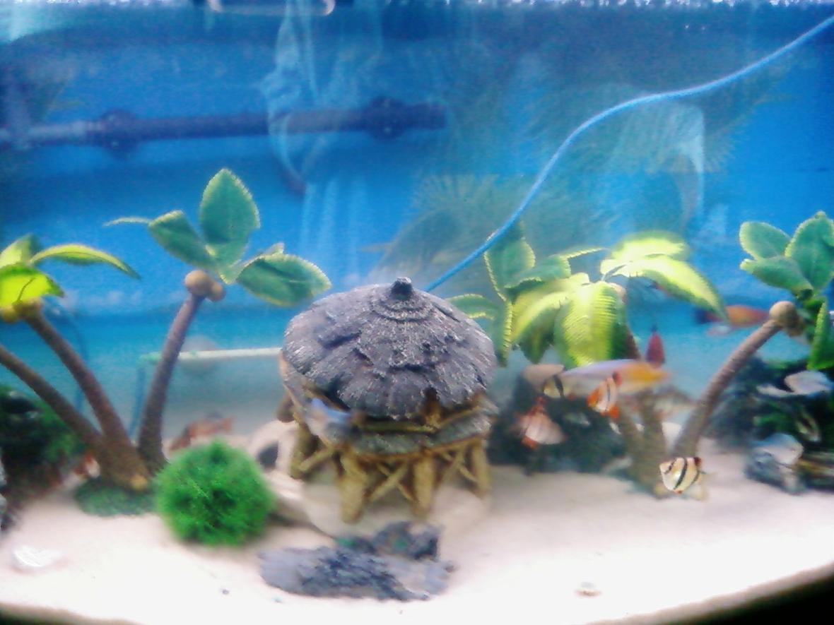 125 gallons freshwater fish tank (mostly fish and non-living decorations) - This is a 56 gal tank that I went from a 125 gal to a smaller one. Not large enough for I have purchased another 125 saltwater tank that I am making a freshwater tank out of.