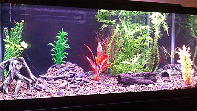 75 gallons freshwater fish tank (mostly fish and non-living decorations) - Here's my 75 gallon freshwater.  Don't be too hard on me, I'm new to the hobby.  I just added a new fish today, an Electric Catfish!  I'm so excited.  I also really love my Delhezi Bichir.  Other fish also in the tank: Senegal bichir and striped raphael and featherfin cats.  I have a couple live plants.  I have a few ideas for my tank and will be changing things up soon.  I just love this stuff!  

Any suggestions would be appreciated, Thanks.