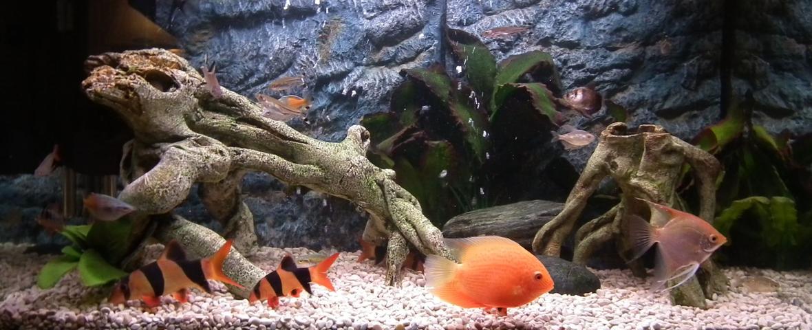 30 gallons freshwater fish tank (mostly fish and non-living decorations) - My tank with the new background