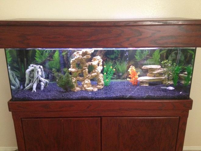 65 gallons freshwater fish tank (mostly fish and non-living decorations) - 65 gallon freshwater, a couple lives plants, 5 dalmation mollies, 4 black tetras, 2 plecos