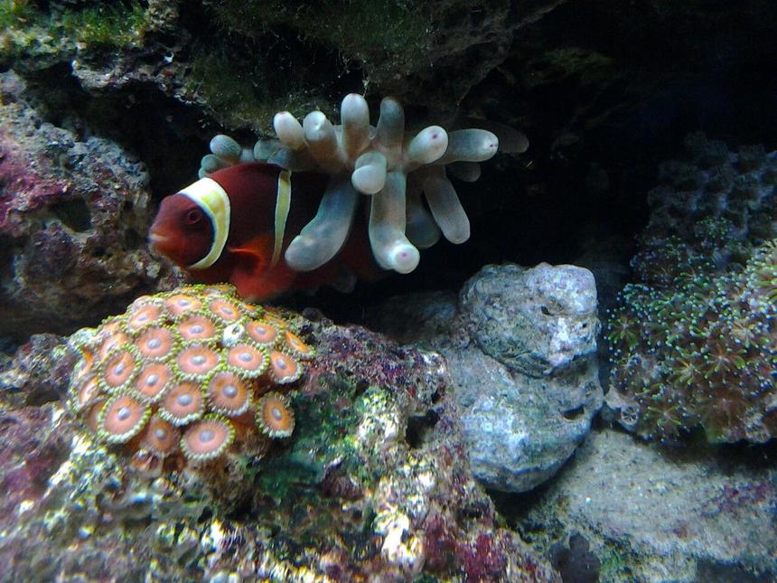 Rated #11: Saltwater Fish - Premnas Biaculeatus - Yellowstripe Maroon Clownfish Stocking In 30 Gallons Tank - My YellowStripe Maroon in his Green Bubble Anenome.